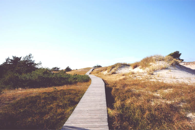 wooden boardwalk through a field